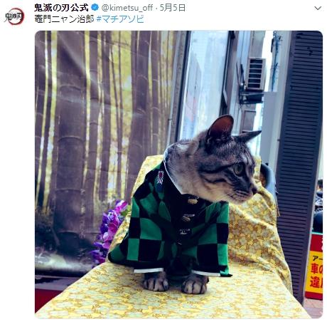 铲屎官你看我帅吗？《猫咪Cosplay漫游都-acg动漫网角色》太萌啦快来撸猫啊！