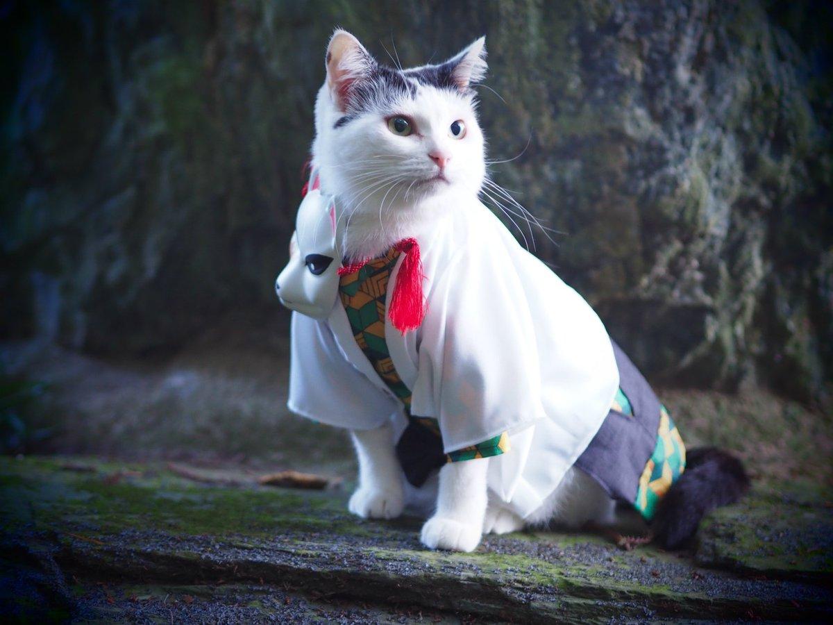 铲屎官你看我帅吗？《猫咪Cosplay漫游都-acg动漫网角色》太萌啦快来撸猫啊！