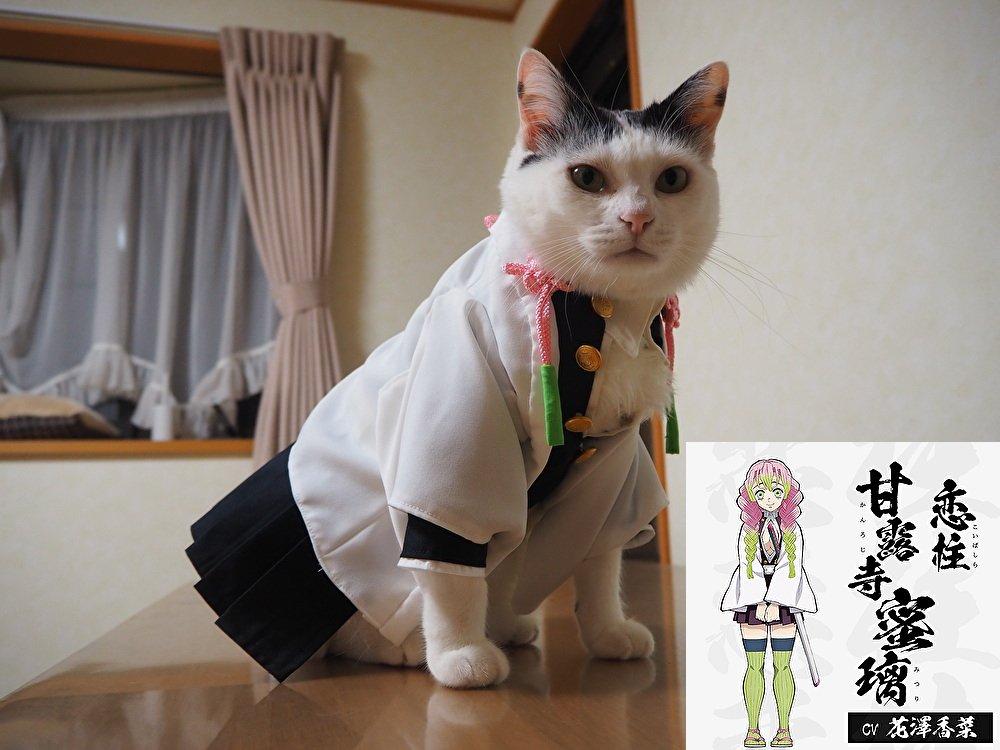 铲屎官你看我帅吗？《猫咪Cosplay漫游都-acg动漫网角色》太萌啦快来撸猫啊！