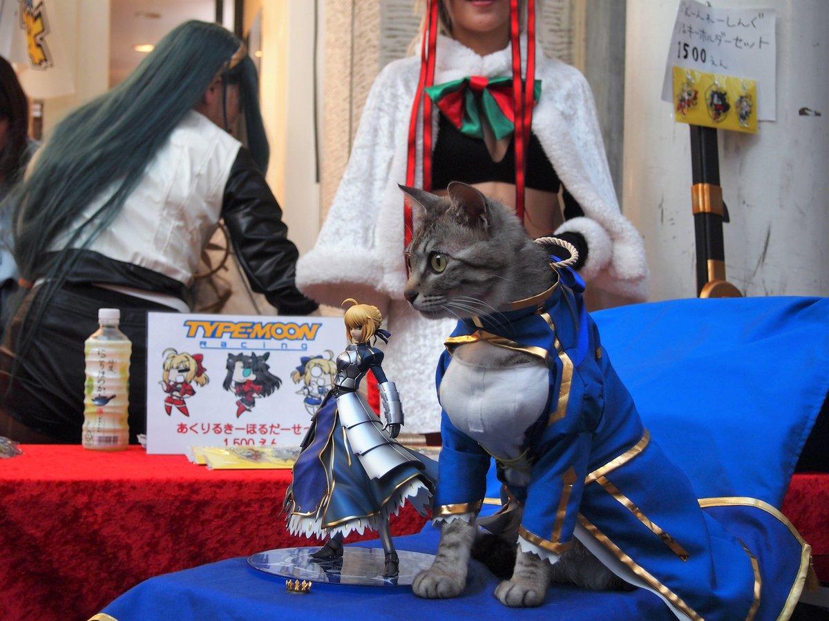 铲屎官你看我帅吗？《猫咪Cosplay漫游都-acg动漫网角色》太萌啦快来撸猫啊！