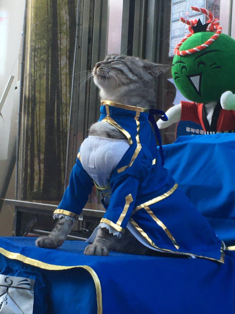 铲屎官你看我帅吗？《猫咪Cosplay漫游都-acg动漫网角色》太萌啦快来撸猫啊！