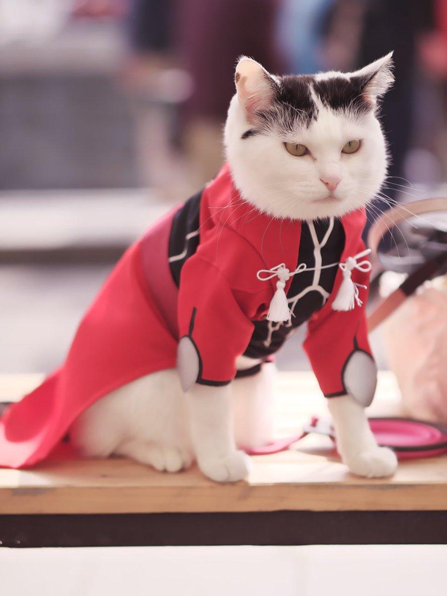 铲屎官你看我帅吗？《猫咪Cosplay漫游都-acg动漫网角色》太萌啦快来撸猫啊！